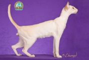 Colorpoint Shorthair Breed Profile