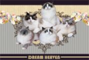 DreamHeaven-布偶猫